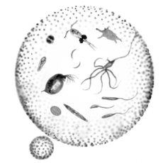 Mixed Protozoa